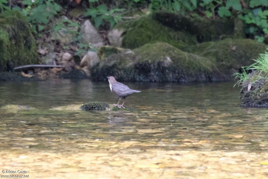 White-throated Dipper