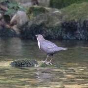 White-throated Dipper