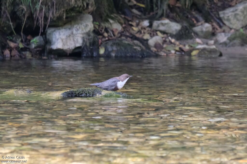 White-throated Dipper