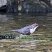 White-throated Dipper