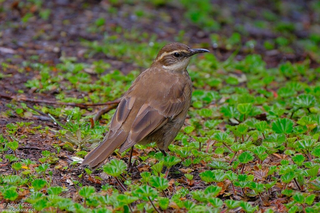 Stout-billed Cinclodesadult