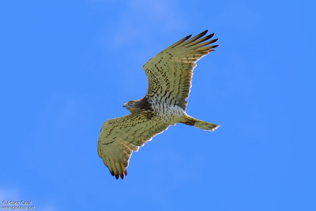 Short-toed Snake Eagleadult, Flight