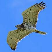 Short-toed Snake Eagle