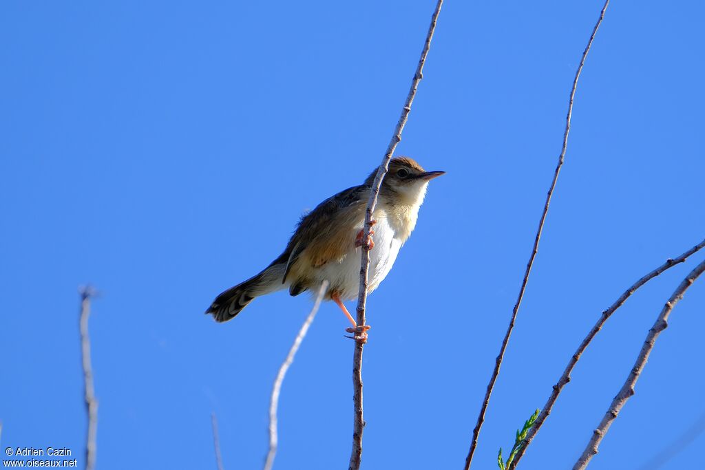 Zitting Cisticolaadult, identification