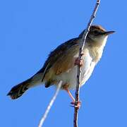 Zitting Cisticola