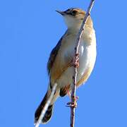 Zitting Cisticola