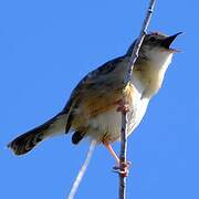 Zitting Cisticola