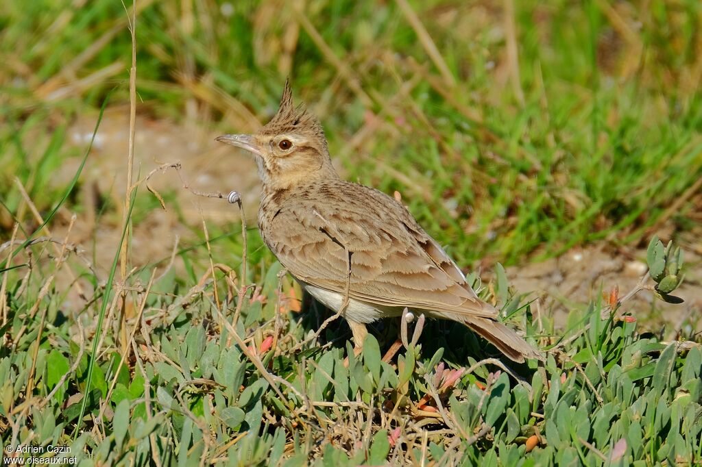 Crested Larkadult, identification