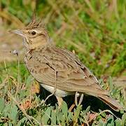 Crested Lark