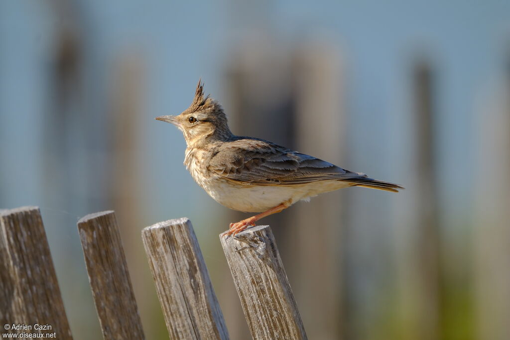 Crested Larkadult, identification