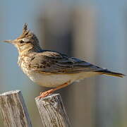 Crested Lark