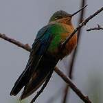 Colibri à ailes saphir