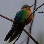 Colibri à ailes saphir