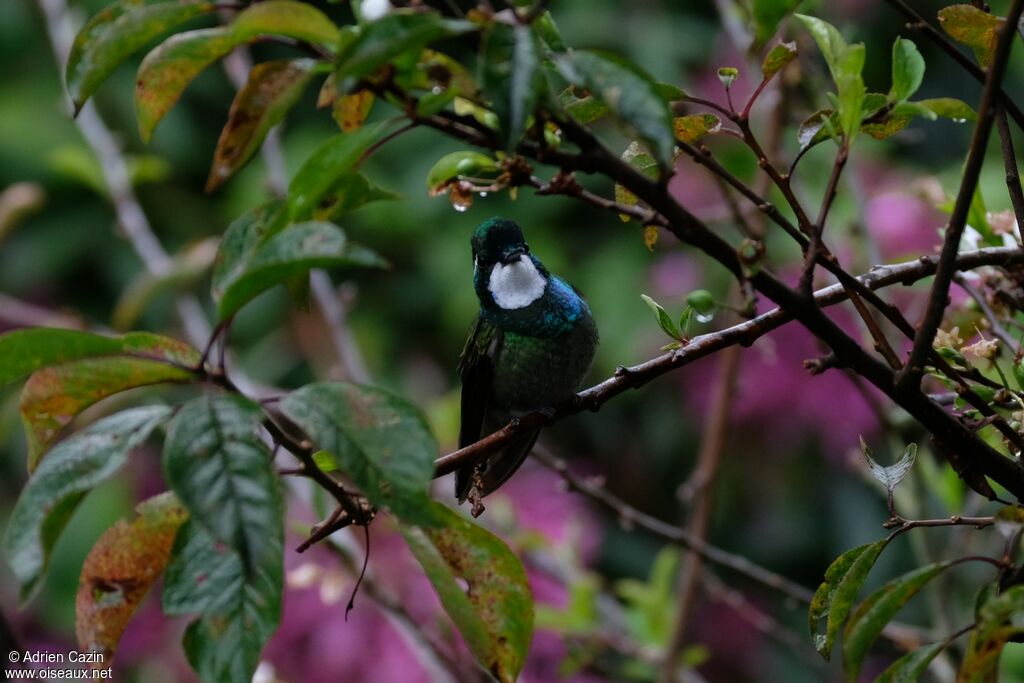 Colibri à ventre châtain mâle adulte