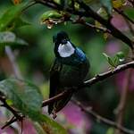 Colibri à ventre châtain