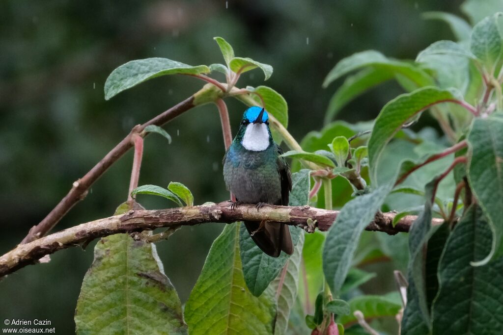 White-throated Mountaingem male adult, identification