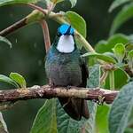 Colibri à ventre châtain