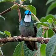 Colibri à ventre châtain