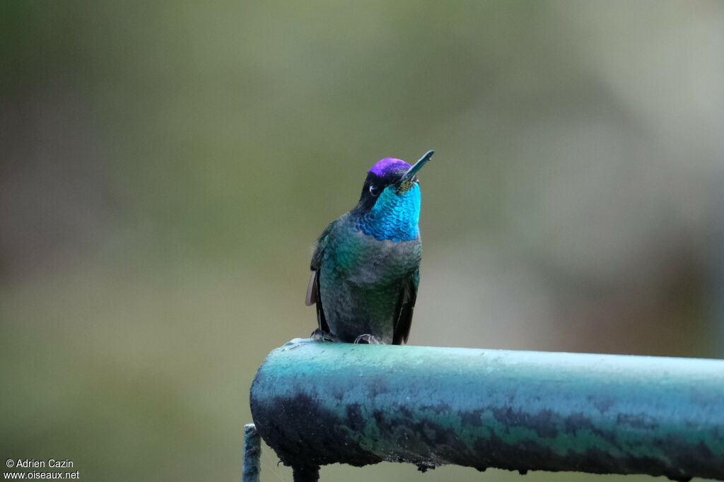 Colibri admirable mâle