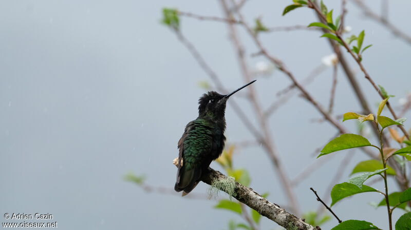 Talamanca Hummingbird female