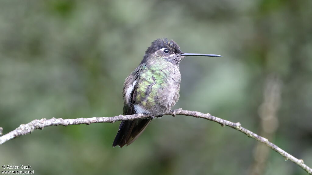 Colibri admirable femelle, identification