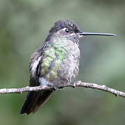 Talamanca Hummingbird