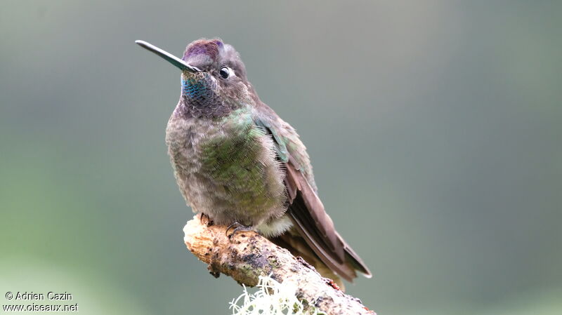 Colibri admirable mâle adulte, identification