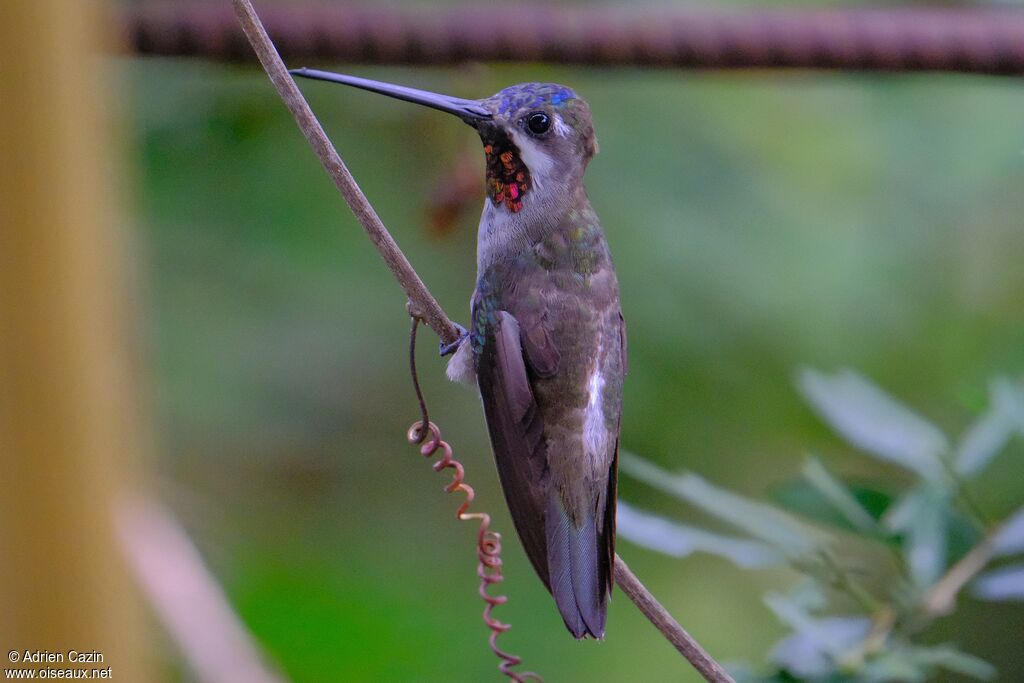 Long-billed Starthroatadult, identification