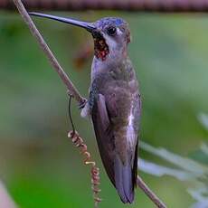 Colibri corinne