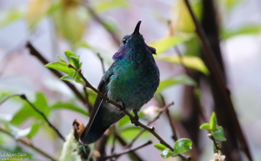 Lesser Violetear, identification