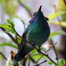 Colibri cyanote