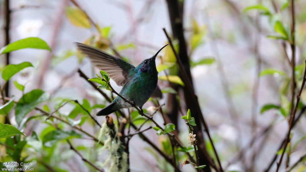 Colibri cyanote, identification