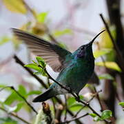 Lesser Violetear