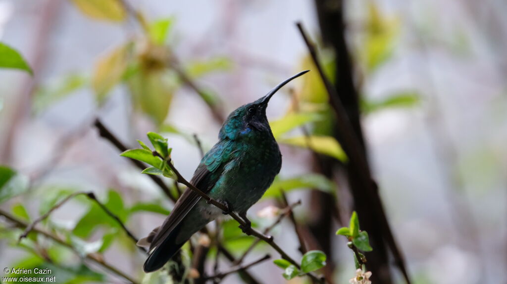 Colibri cyanote, identification