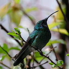 Colibri cyanote