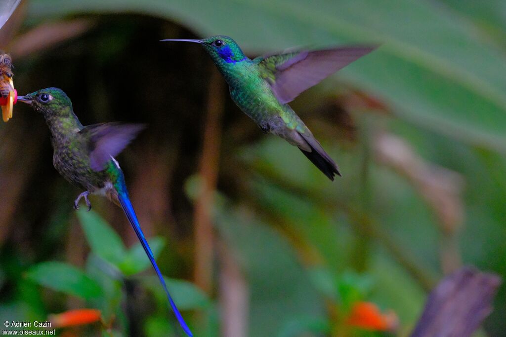 Lesser Violetearadult, Flight