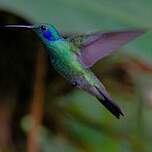 Colibri cyanote