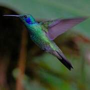 Colibri cyanote
