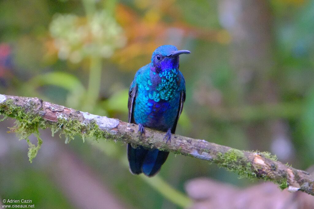 Sparkling Violetear adult