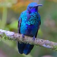 Colibri d'Anaïs