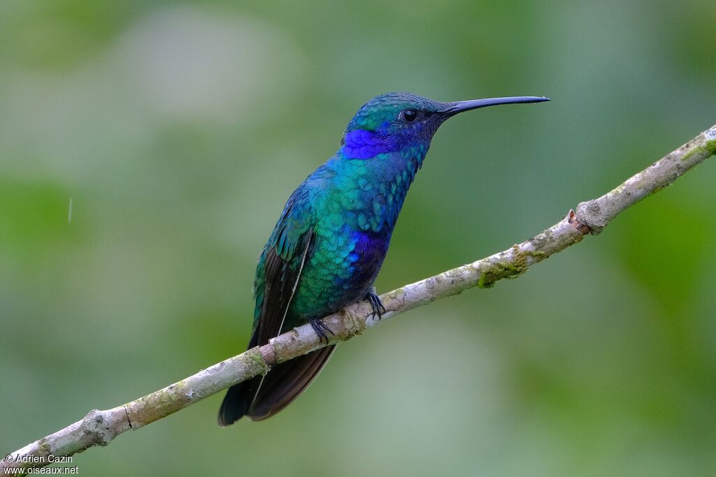 Colibri d'Anaïs adulte