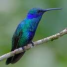 Colibri d'Anaïs