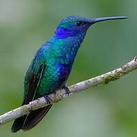 Colibri d'Anaïs
