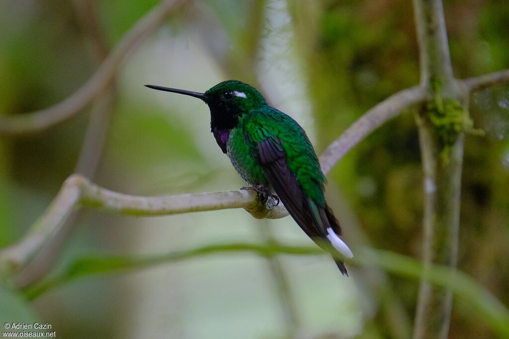 Purple-bibbed Whitetip male adult