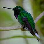 Colibri de Benjamin