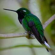 Colibri de Benjamin