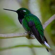 Colibri de Benjamin
