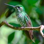 Colibri de Benjamin