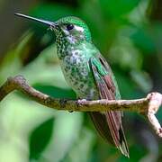Colibri de Benjamin