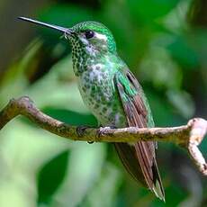 Colibri de Benjamin